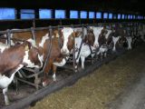 Кормление коров полноценной кормосмесью ЗАО Дружба, Калининский район